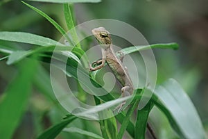 Indian girgit or garden lizard or chameleon on a green plant looking at something