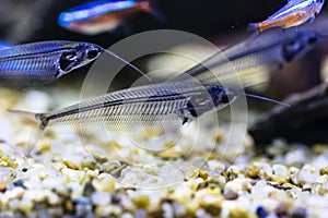 Indian glass catfish