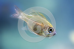 Indian glassy fish - detail, closeup