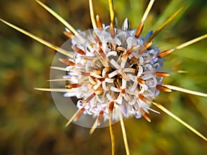 Indian globe thistle Echinops echinatus