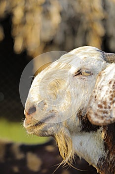 Indian goat at dairy farm, rural scene