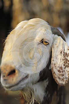 Indian goat at dairy farm, rural scene