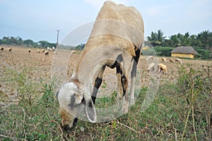 Indian Goat