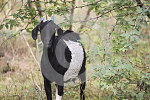 Indian Goat