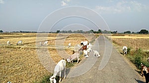 Indian goats close up