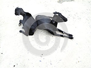 Indian goats high angle shot.