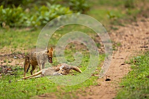 Indian golden jackal or Canis aureus indicus with spotted deer or chital kill in natural green background at bandhavgarh national