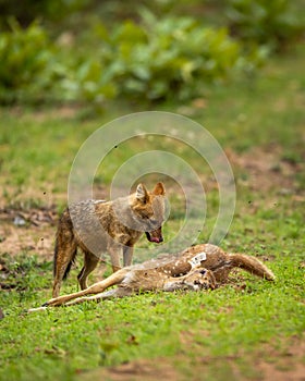 Indian golden jackal or Canis aureus indicus with spotted deer or chital kill in natural green background at bandhavgarh national