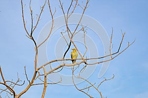 Indian Golden Oriole pruning activity.