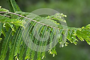 Indian Gooseberry Amla or  Aaola Tree Leaves Closeup