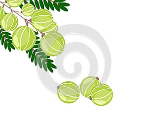 Indian gooseberry or Amla . vector