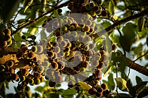 Indian gooseberry is a deciduous tree of the family Philanthropic.