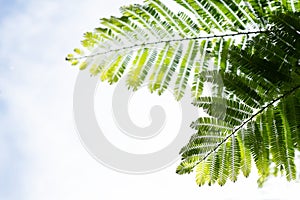 Indian Gooseberry or Phyllanthus emblica  branch green leaves on the sky background