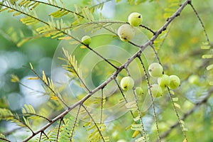 Indian Gooseberry or phyllanthus emblica fruits on nature background