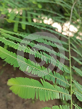 Indian Gooseberry Plant - Amla