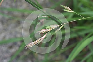 Indian goosegrass