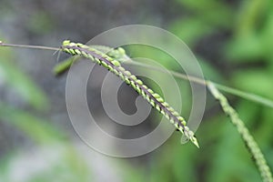 Indian goosegrass