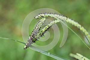 Indian goosegrass