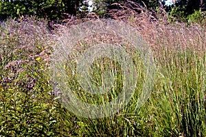 Indian Grass   605202