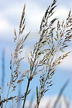 Indian Grass    605298