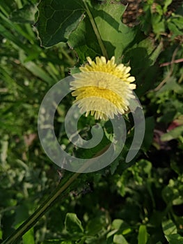 Indian  grass flower typ  yellow colour