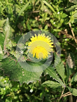 Indian grass flower typ yellow colour