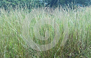Indian grass Sorghastrum nutans beautiful green nature background