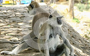 Indian gray langur monkey sitting down on pathway