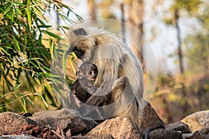 Indian Gray Langur Monkeys Mother and Baby Family, India