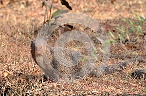 Indian Gray Mongoose