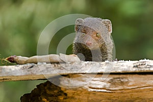 Indian gray mongoose in Sri Lanka