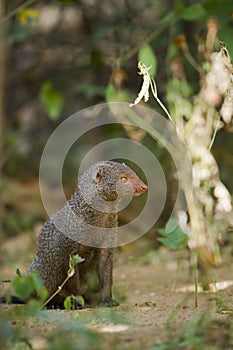 Indian gray mongoose in Sri Lanka