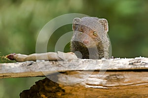 Indian gray mongoose in Sri Lanka photo