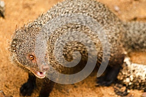 Indian gray mongoose in Yala National Park photo