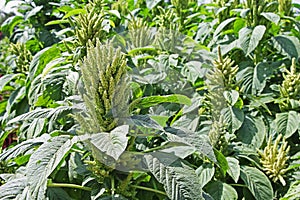 Indian Green Amaranth Cultivation