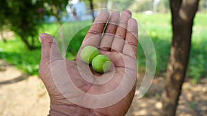 Indian green Jujube or Ber fruit placed on human hand. Greenish two unripe fruit with blurred background