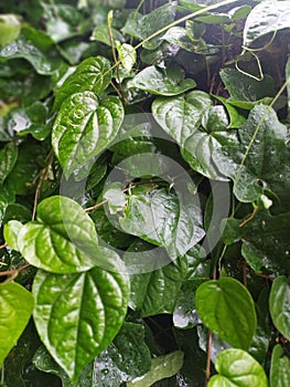 Indian Green Leaves with rain water drops