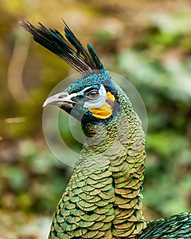 Head shot of magnificient Indian Green Peacock, Pavo muticus.