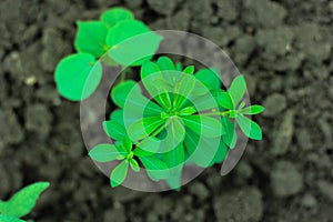 Indian Green Tree Morning Image