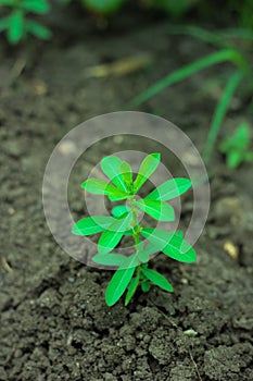 Indian Green Tree Morning Image