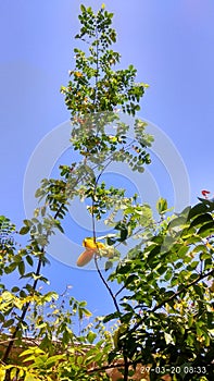 Indian green tree picks of sky