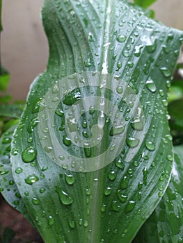 Indian green water droplets leaf