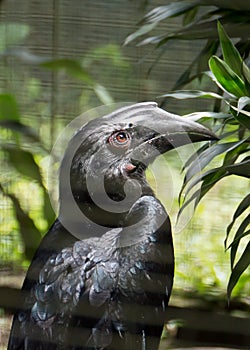 Indian Grey Hornbill