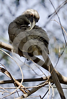 Indian grey hornbill