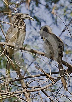 Indian grey hornbill