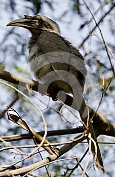 Indian grey hornbill