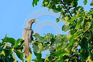 Indian grey hornbill