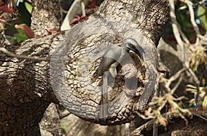 Indian grey hornbill bird