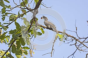 Indian Grey Hornbill Eating in a Tree