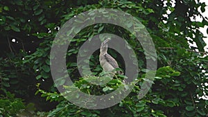 Indian Grey Hornbill in Gwalior, India